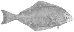 The Flatfish 1953 - $1.25 : r/Fishing