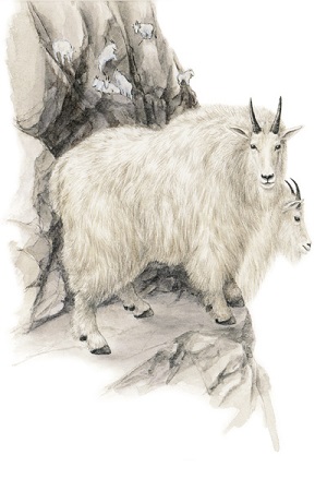 How much does a mountain goat weigh?