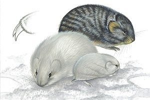 Collared Lemming - Arctic Polar Ecosystem (vonvon is a dweeb)